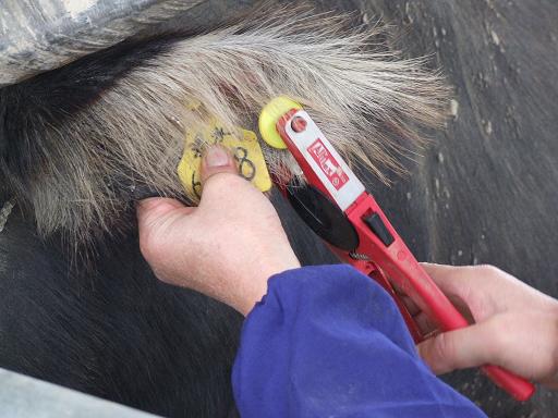 rfid標簽在動物養殖領域的解決方案